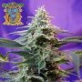 Sweet Seeds Orange Apricot Glue XL Auto Smoke Buds Weed Ganja Skunk Dope Pot Images Pics Nuggets