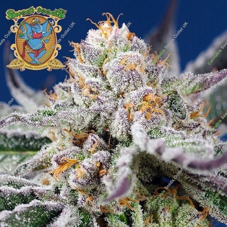 Orange Apricot Glue XL Auto Marijuana Strain by Sweet Seeds For Sale Online at Cannabis Seeds Outlet