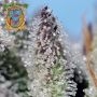 Orange Apricot Glue XL Auto by Sweet Seeds THC Content Potency Strength CBD Height Yield Flowering Time Indica Sativa Genetics