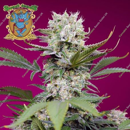 Sweet Mandarin Zkittlez XL Auto Marijuana Strain by Sweet Seeds For Sale Online at Cannabis Seeds Outlet