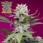 Sweet Mandarin Zkittlez XL Auto Marijuana Strain by Sweet Seeds For Sale Online at Cannabis Seeds Outlet