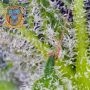 Sweet Mandarin Zkittlez XL Auto by Sweet Seeds THC Content Potency Strength CBD Height Yield Flowering Time Indica Sativa Geneti