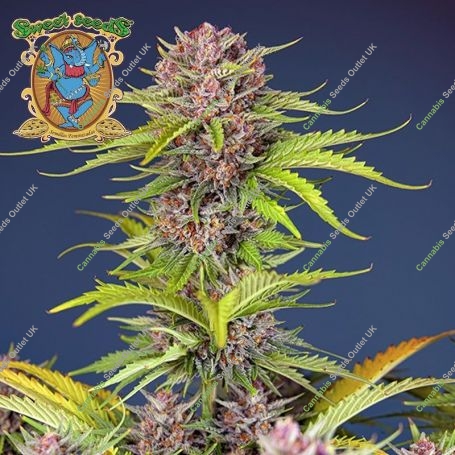Mimosa Bruce Banner XL Auto Marijuana Strain by Sweet Seeds For Sale Online at Cannabis Seeds Outlet