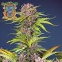 Mimosa Bruce Banner XL Auto Marijuana Strain by Sweet Seeds For Sale Online at Cannabis Seeds Outlet