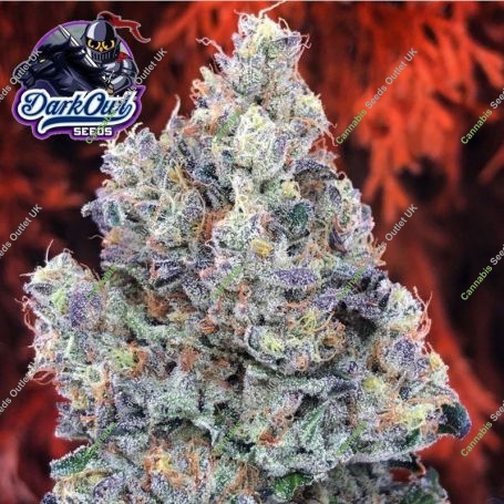 Marathon OG F4 Auto Feminized Marijuana Strain by Dark Owl Seeds For Sale Online at Cannabis Seeds Outlet