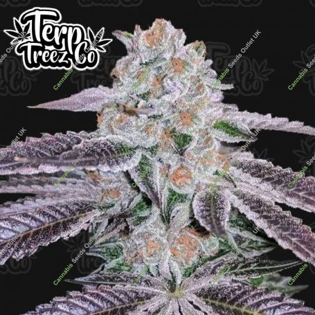Pink Apple Tartz Feminized Marijuana Strain by Terp Treez Seed Co For Sale Online at Cannabis Seeds Outlet
