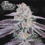 Pink Apple Tartz Feminized Marijuana Strain by Terp Treez Seed Co For Sale Online at Cannabis Seeds Outlet