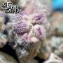 Pink Apple Tartz Feminized by Terp Treez Seed Co THC Content Potency Strength CBD Height Yield Flowering Time Indica Sativa Gene