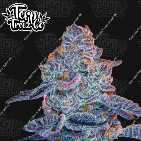 New Blue Pancakes S1 Feminized Marijuana Strain by Terp Treez Seed Co For Sale Online at Cannabis Seeds Outlet