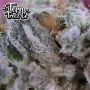 New Blue Pancakes S1 Feminized by Terp Treez Seed Co THC Content Potency Strength CBD Height Yield Flowering Time Indica Sativa 