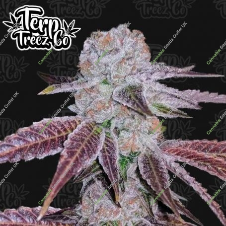 Melon Drip Feminized Marijuana Strain by Terp Treez Seed Co For Sale Online at Cannabis Seeds Outlet