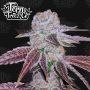 Melon Drip Feminized Marijuana Strain by Terp Treez Seed Co For Sale Online at Cannabis Seeds Outlet