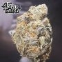 Terp Treez Seed Co Melon Drip Smoke Buds Weed Ganja Skunk Dope Pot Images Pics Nuggets
