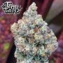 Terp Treez Seed Co Znapple Fritter Smoke Buds Weed Ganja Skunk Dope Pot Images Pics Nuggets
