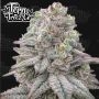 Znapple Fritter Feminized Marijuana Strain by Terp Treez Seed Co For Sale Online at Cannabis Seeds Outlet