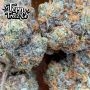 Znapple Fritter Feminized by Terp Treez Seed Co THC Content Potency Strength CBD Height Yield Flowering Time Indica Sativa Genet