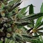 Holy Smoke Seeds Raspberry Oreoz Smoke Buds Weed Ganja Skunk Dope Pot Images Pics Nuggets