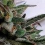 Raspberry Oreoz Feminized by Holy Smoke Seeds THC Content Potency Strength CBD Height Yield Flowering Time Indica Sativa Genetic