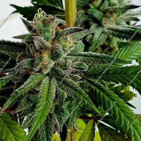 Raspberry Oreoz Feminized Marijuana Strain by Holy Smoke Seeds For Sale Online at Cannabis Seeds Outlet