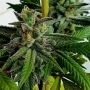 Raspberry Oreoz Feminized Marijuana Strain by Holy Smoke Seeds For Sale Online at Cannabis Seeds Outlet