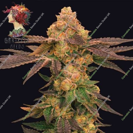 Melted Rainbow Feminized Marijuana Strain by Grateful Seeds For Sale Online at Cannabis Seeds Outlet