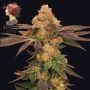 Melted Rainbow Feminized Marijuana Strain by Grateful Seeds For Sale Online at Cannabis Seeds Outlet