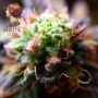 Melted Rainbow Feminized by Grateful Seeds THC Content Potency Strength CBD Height Yield Flowering Time Indica Sativa Genetics