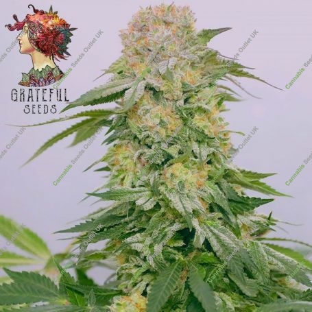 Tropical Rain Feminized Marijuana Strain by Grateful Seeds For Sale Online at Cannabis Seeds Outlet