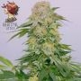 Tropical Rain Feminized Marijuana Strain by Grateful Seeds For Sale Online at Cannabis Seeds Outlet
