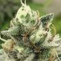 Tropical Rain Feminized by Grateful Seeds THC Content Potency Strength CBD Height Yield Flowering Time Indica Sativa Genetics