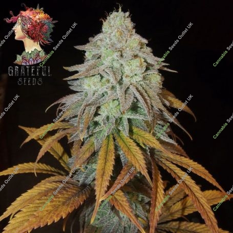 RM Confidential Feminized Marijuana Strain by Grateful Seeds For Sale Online at Cannabis Seeds Outlet