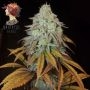 RM Confidential Feminized Marijuana Strain by Grateful Seeds For Sale Online at Cannabis Seeds Outlet