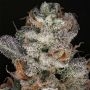 RM Confidential Feminized by Grateful Seeds THC Content Potency Strength CBD Height Yield Flowering Time Indica Sativa Genetics