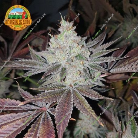 Chuntz Feminized Marijuana Strain by Original Big Buddha Farm For Sale Online at Cannabis Seeds Outlet