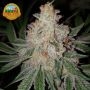 Original Big Buddha Farm Space Invader Smoke Buds Weed Ganja Skunk Dope Pot Images Pics Nuggets