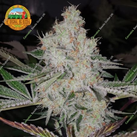 Space Invader Feminized Marijuana Strain by Original Big Buddha Farm For Sale Online at Cannabis Seeds Outlet