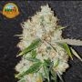 Space Invader Feminized by Original Big Buddha Farm THC Content Potency Strength CBD Height Yield Flowering Time Indica Sativa G