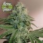 Banger Glue x Melon Feminized Marijuana Strain by Karma Genetics For Sale Online at Cannabis Seeds Outlet