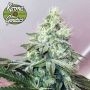 Banger Glue x Melon Feminized by Karma Genetics THC Content Potency Strength CBD Height Yield Flowering Time Indica Sativa Genet