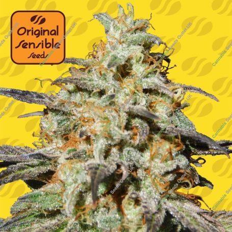 Biscotti Auto Feminized Marijuana Strain by Original Sensible Seeds For Sale Online at Cannabis Seeds Outlet