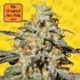 Biscotti Auto Feminized Marijuana Strain by Original Sensible Seeds For Sale Online at Cannabis Seeds Outlet