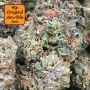 Biscotti Auto Feminized by Original Sensible Seeds THC Content Potency Strength CBD Height Yield Flowering Time Indica Sativa Ge