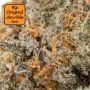 Black Orchid Auto Feminized by Original Sensible Seeds THC Content Potency Strength CBD Height Yield Flowering Time Indica Sativ