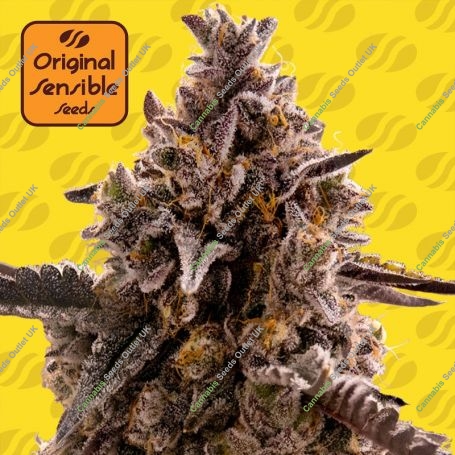 Black Orchid Auto Feminized Marijuana Strain by Original Sensible Seeds For Sale Online at Cannabis Seeds Outlet