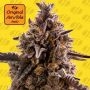 Black Orchid Auto Feminized Marijuana Strain by Original Sensible Seeds For Sale Online at Cannabis Seeds Outlet