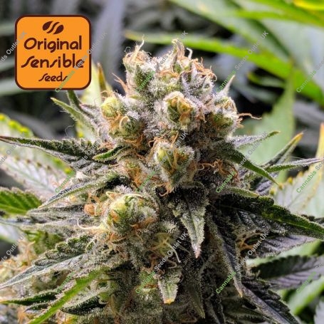 Frosted Guava Auto Feminized Marijuana Strain by Original Sensible Seeds For Sale Online at Cannabis Seeds Outlet