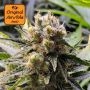 Frosted Guava Auto Feminized Marijuana Strain by Original Sensible Seeds For Sale Online at Cannabis Seeds Outlet
