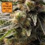Frosted Guava Auto Feminized by Original Sensible Seeds THC Content Potency Strength CBD Height Yield Flowering Time Indica Sati