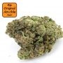 Original Sensible Seeds Jealousy Auto Smoke Buds Weed Ganja Skunk Dope Pot Images Pics Nuggets