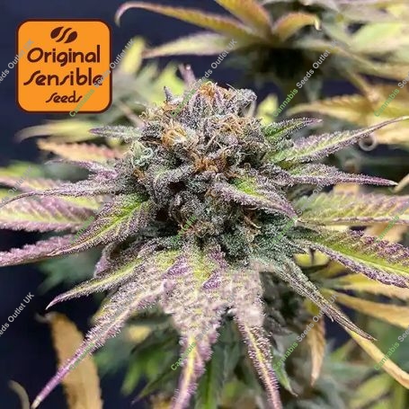 Jealousy Auto Feminized Marijuana Strain by Original Sensible Seeds For Sale Online at Cannabis Seeds Outlet